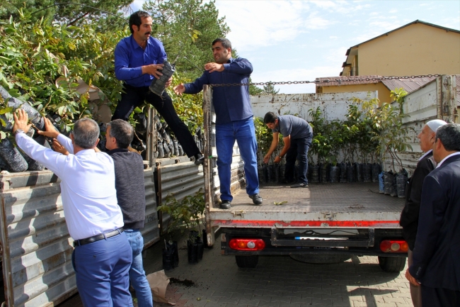 Bingöl'de çiftçilere 6 bin 500 adet ceviz fidanı dağıtıldı